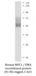 SDS-PAGE (MUC1-244H).jpg